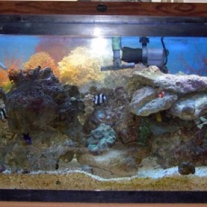 my 55gal.