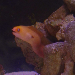 Golden Dwarf Moray