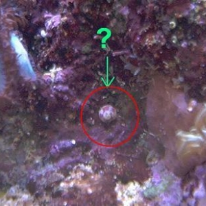Is this a baby turbo snail?