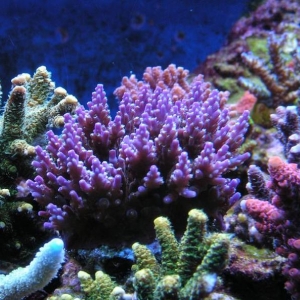 PICT0265