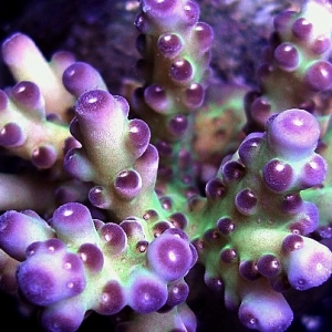 pretty_acro