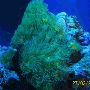 yellow polyps