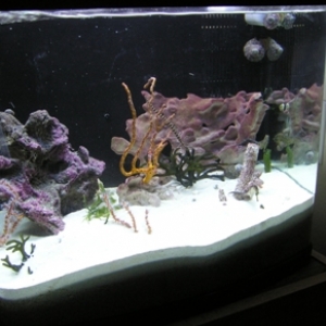 25 gallon seahorse and pipefish only tank