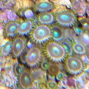 Zoanthids