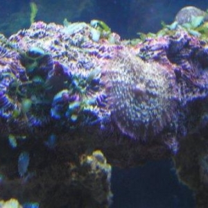 Mushroom Coral