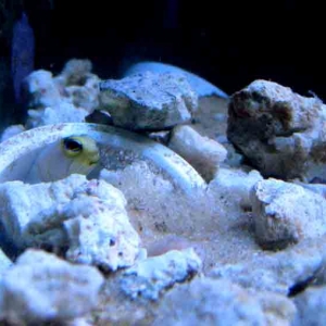 jawfish digging