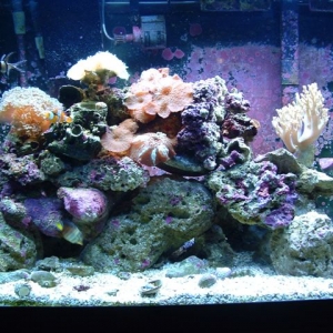 65g Tank Shot