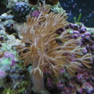 Soft Corals