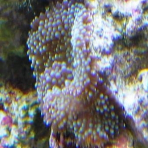 Soft Corals