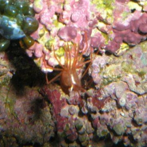 Peppermint Shrimp