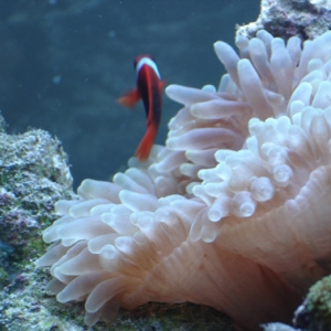 Tater, my cinnamon clown, in his BTA