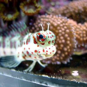 spike