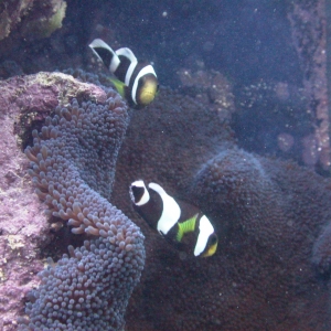 black saddlebacks (Amphiprion polymnus)