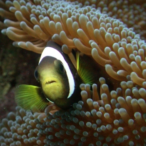 Black Saddleback (Amphiprion Polymnus)