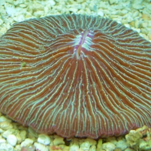 plate coral