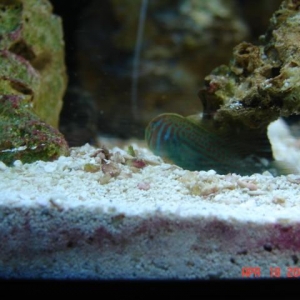 My fish in 12 gal Aquapod