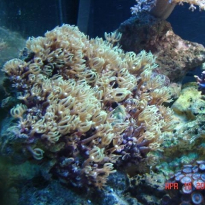 Corals in 12 gal Aquapod
