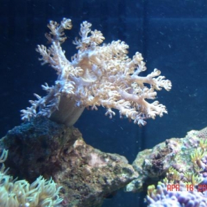 Corals in 12 gal Aquapod