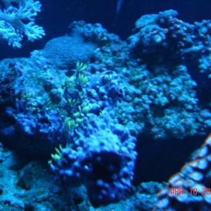 Corals in 12 gal Aquapod