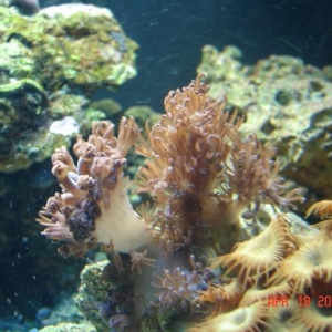 Corals in 12 gal Aquapod