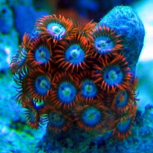 Zooanthid under actinics