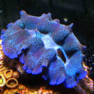 crocea