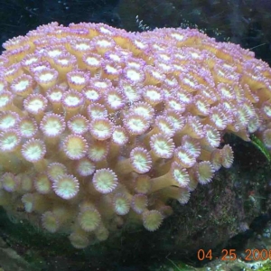 Purple Goniopora