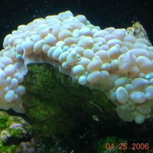 Bubble (Pearl) Coral
