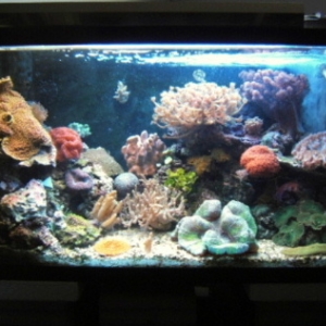 29 gal reef