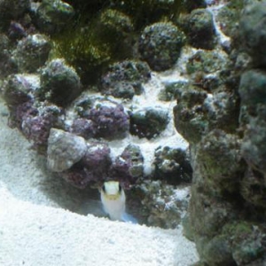 Jawfish, he's too fast to get a better pic of his whole body
