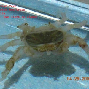 Lobophyllia Crab