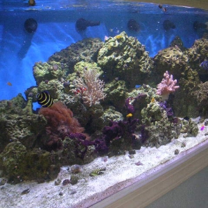 270 gallon