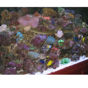 180 Gallon Reef Tank