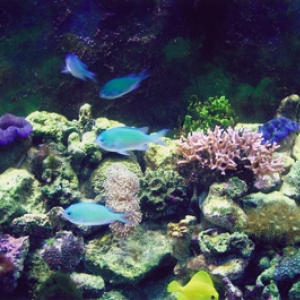 Shoal of Green Chromis (Chromis viridis/atripectoralis) mixed