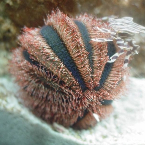 Tuxedo Urchin and Crab Mates