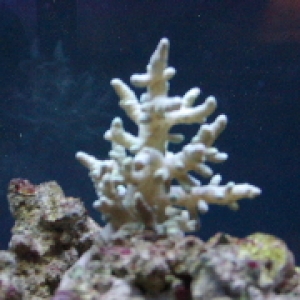 New corals