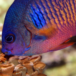 angel_fish