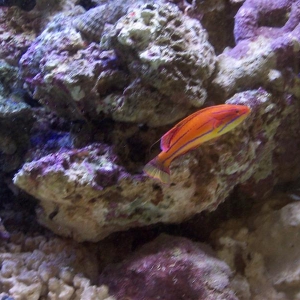 flasher wrasse 2