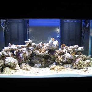 120 Reef Tank Progress 5/30/06
