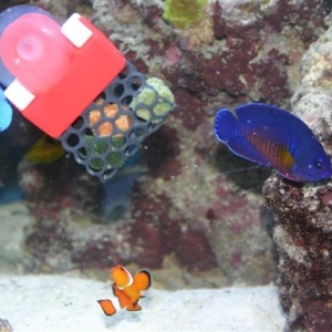 coral beauty feeding time