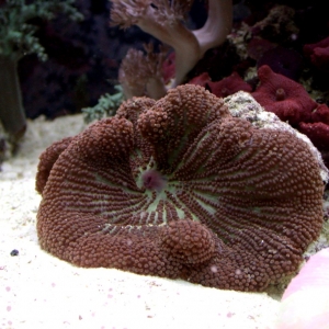 Red Haddoni anemone