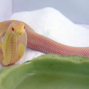 Albino monocled cobra