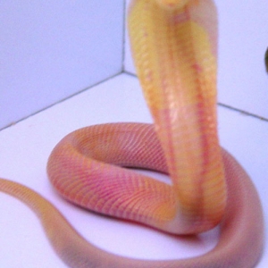 Albino monocled cobra