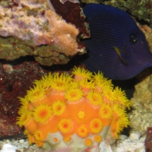 Sun coral and friend