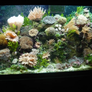 This is my 120 reef