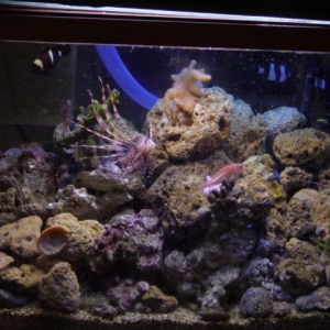 fishtank_230