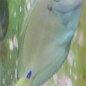 unidentified tang