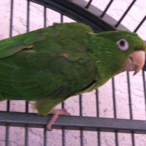 Max White Eyed Conure