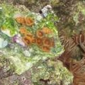 Zoa's!