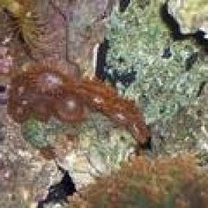 Zoa's!
